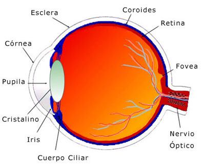 partes del ojo